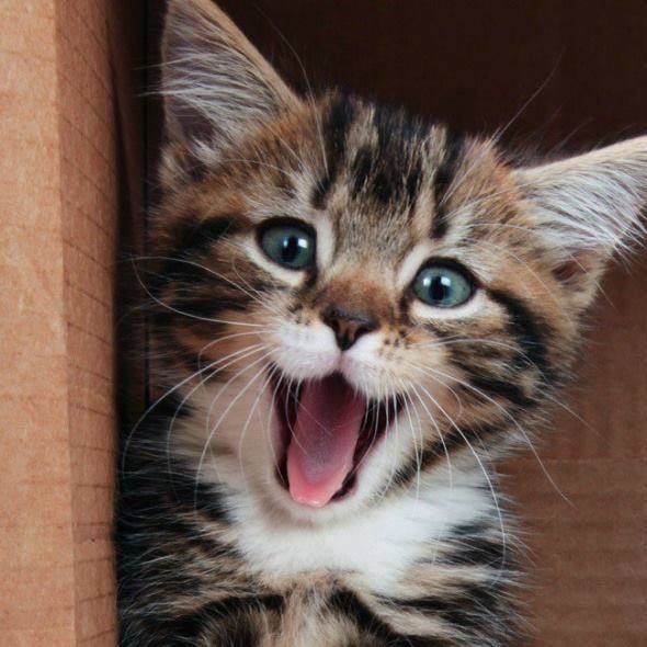 (Category: ) located in . Submitted by bunniewithlove (Listing ID 1437767146, Image 1). Description: .