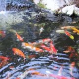 (Category: ) located in . Submitted by ecozone (Listing ID 1373829046, Image 1). Description: .