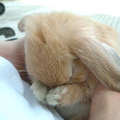 (Category: ) located in . Submitted by buybuybunnybunniii (Listing ID 1268418305, Image 1). Description: .