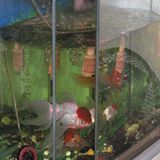 （分類：）位於 。 由 millionho 提交（商品編號 1328004423，圖片 1）。簡介： 。