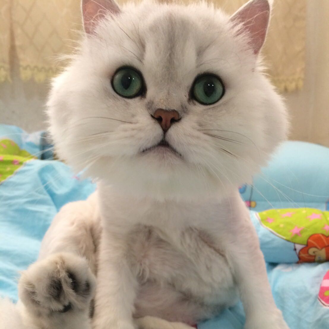 由 howard_790314 (刊登 ID 1383182066，圖片 1) 提交，位於 的 (類別：)，說明：。
