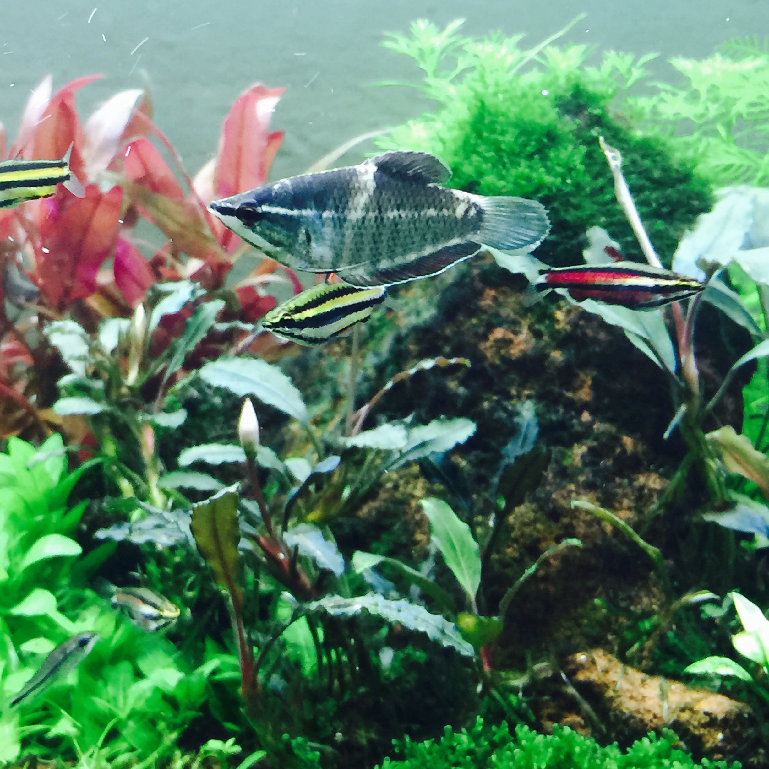 (Category: ) located in . Submitted by tanhann (Listing ID 1384192603, Image 1). Description: .