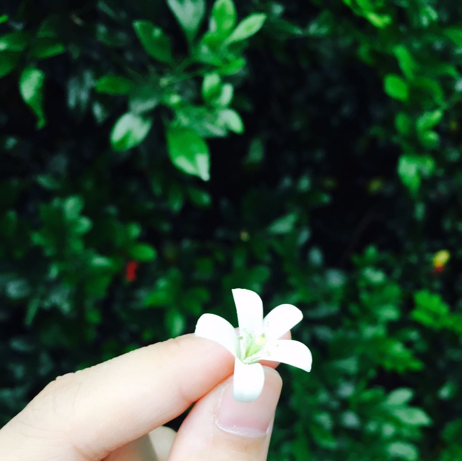 由 BuyWhatUFancy (刊登 ID 1143769333，圖片 1) 提交，位於 的 (類別：)，說明：。