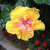 (Category: ) located in . Submitted by tongyi123 (Listing ID 1452931037, Image 1). Description: .