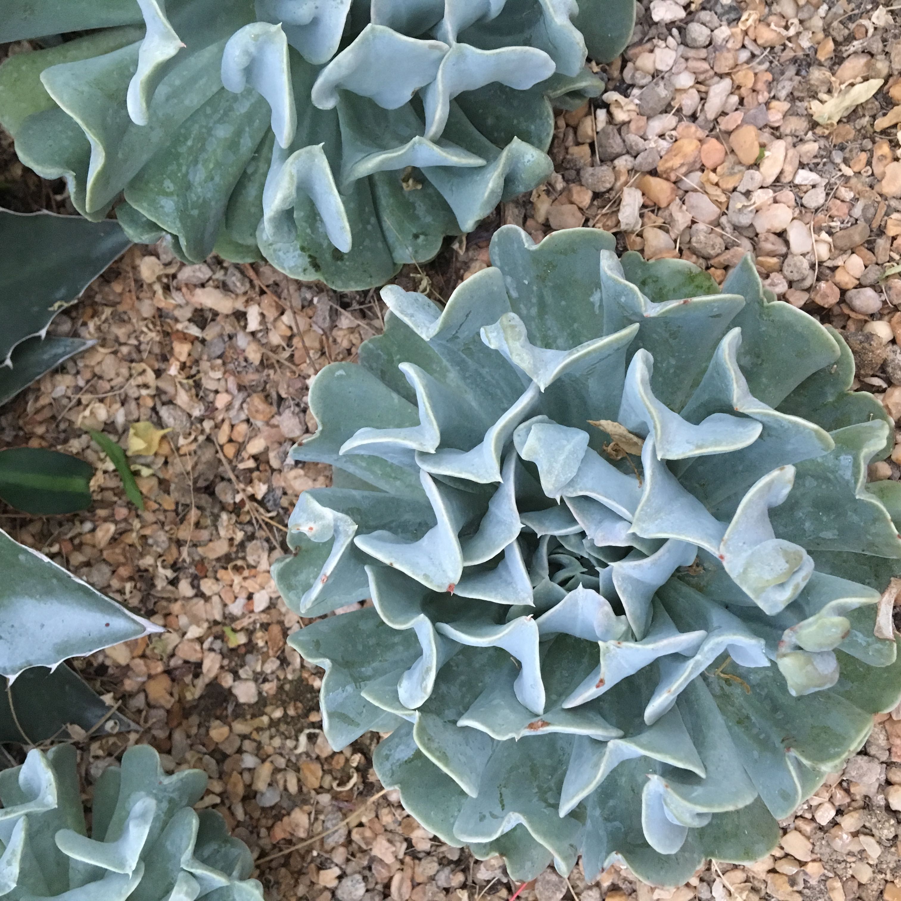 (Category: ) located in . Submitted by butanyway (Listing ID 1441837127, Image 1). Description: .