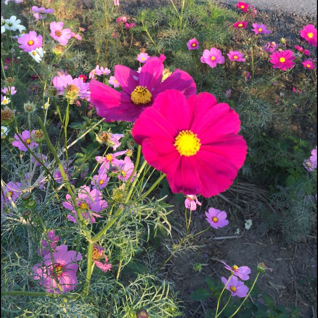 (Category: ) located in . Submitted by lavitabella (Listing ID 1369000588, Image 1). Description: .