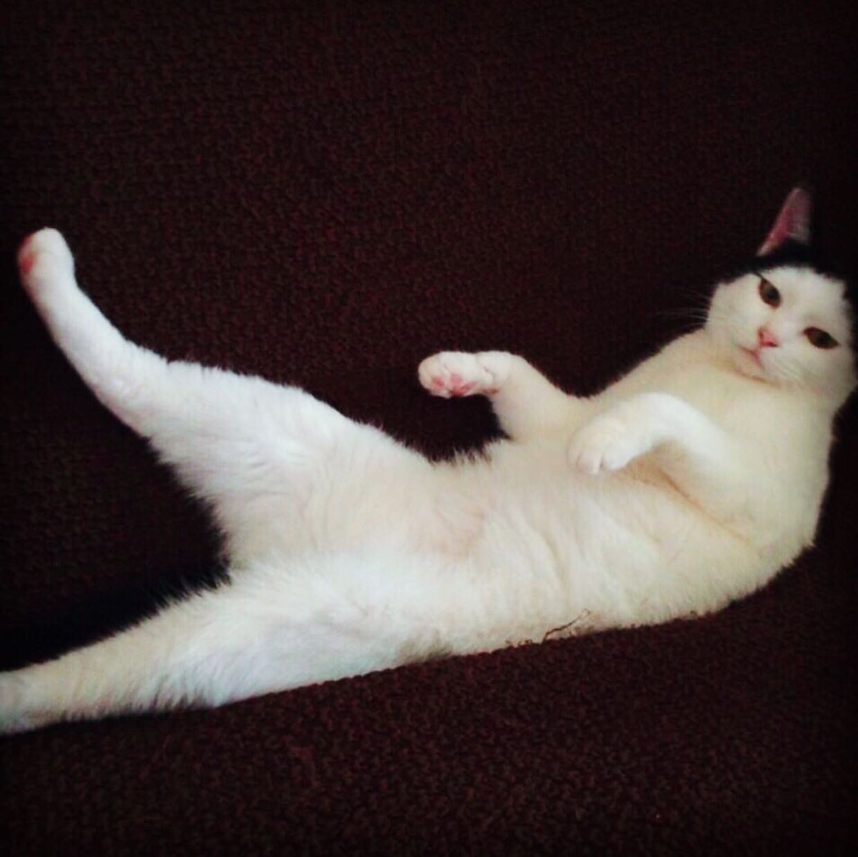 （分類：）位於 。 由 chillcat 提交（商品編號 1382320684，圖片 1）。簡介： 。