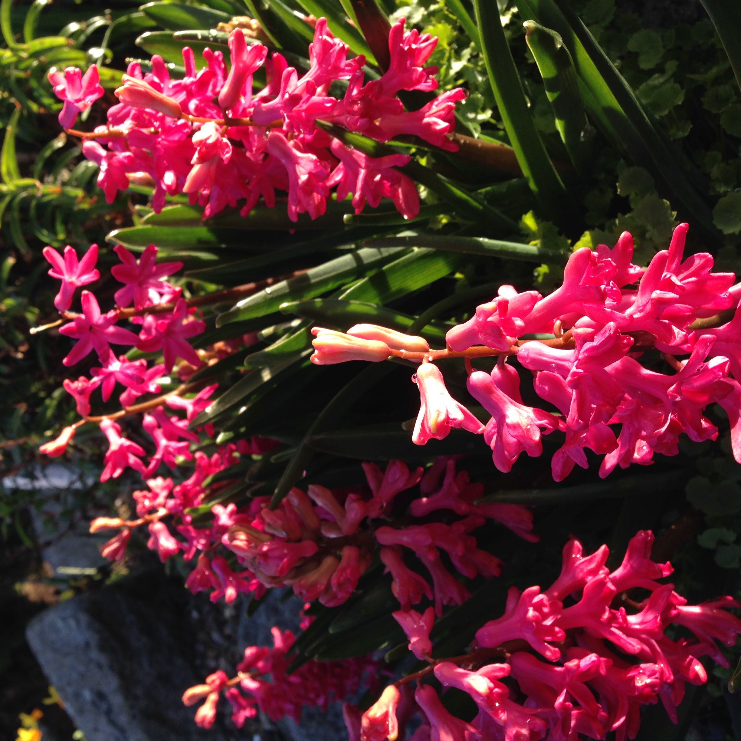 clarks katelina bay ankle boots