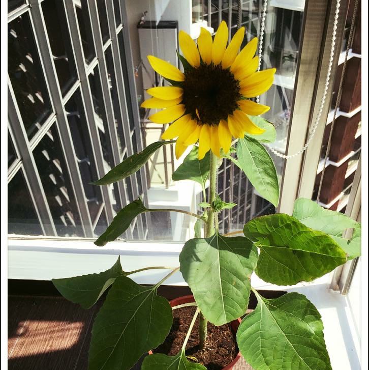 (Category: ) located in . Submitted by jennhk (Listing ID 1344768452, Image 1). Description: .