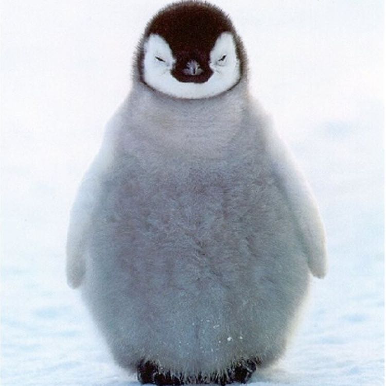 （分類：）位於 。 由 littlepenguinwong 提交（商品編號 1242730728，圖片 1）。簡介： 。