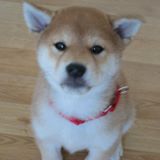 (Category: ) located in . Submitted by h.o.r.n.s (Listing ID 1377539961, Image 1). Description: .