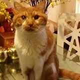 （分類：）位於 。 由 cat8april 提交（商品編號 1357229222，圖片 1）。簡介： 。