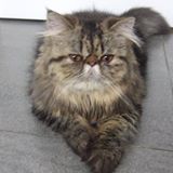 （分類：）位於 。 由 momo008 提交（商品編號 1376717588，圖片 1）。簡介： 。