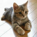 (Category: ) located in . Submitted by peacehorizon (Listing ID 1359590557, Image 1). Description: .