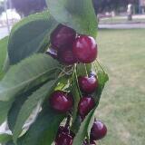 （分類：）位於 。 由 cherry_store 提交（商品編號 1374515647，圖片 1）。簡介： 。
