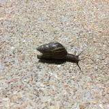 (Category: ) located in . Submitted by whitesnail (Listing ID 82839289, Image 1). Description: .