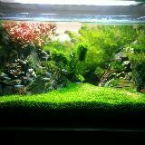 (Category: ) located in . Submitted by ada_aquascape (Listing ID 1373229450, Image 1). Description: .