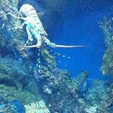 (Category: ) located in . Submitted by ariki (Listing ID 1358531570, Image 1). Description: .