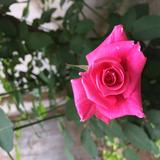 (Category: ) located in . Submitted by rahayuchen (Listing ID 1349724187, Image 1). Description: .