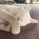 (Category: ) located in . Submitted by hkdimsum (Listing ID 1382653203, Image 1). Description: .