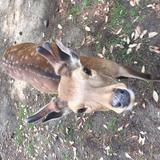 (Category: ) located in . Submitted by tyvmwelcome (Listing ID 1376471980, Image 1). Description: .