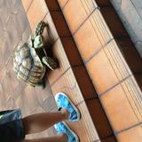 （分類：）位於 。 由 carolmamama 提交（商品編號 1313922768，圖片 1）。簡介： 。