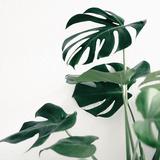 (Category: ) located in . Submitted by shoppastelflorals (Listing ID 1376646417, Image 1). Description: .