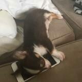 (Category: ) located in . Submitted by macaronica (Listing ID 1376243128, Image 1). Description: .