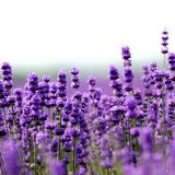 (Category: ) located in . Submitted by loccitane85 (Listing ID 1326104266, Image 1). Description: .