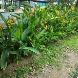 (Category: ) located in . Submitted by susisan (Listing ID 1333674574, Image 1). Description: .