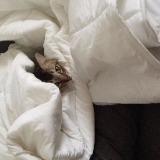 (Category: ) located in . Submitted by transversa (Listing ID 1337449685, Image 1). Description: .