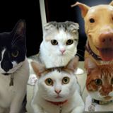 （分類：）位於 。 由 kerowaiyee 提交（商品編號 1220563531，圖片 1）。簡介： 。