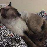 (Category: ) located in . Submitted by alie_h (Listing ID 1329855301, Image 1). Description: .