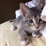(Category: ) located in . Submitted by kitty261 (Listing ID 1373324126, Image 1). Description: .