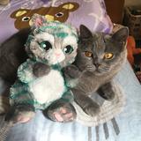 （分類：）位於 。 由 mikaselinameow 提交（商品編號 227512878，圖片 1）。簡介： 。