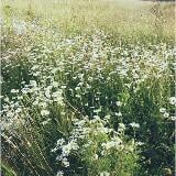 （分類：）位於 。 由 ukbrandnewshop 提交（商品編號 1242676633，圖片 1）。簡介： 。