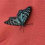 由 kokevin (刊登 ID 1385981342，圖片 1) 提交，位於 的 (類別：)，說明：。