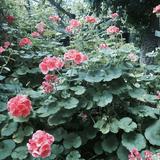 (Category: ) located in . Submitted by bellooooo (Listing ID 1379301105, Image 1). Description: .