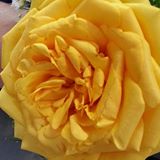 (Category: ) located in . Submitted by floristserene (Listing ID 1338519163, Image 1). Description: .