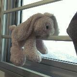 (Category: ) located in . Submitted by ikkoku_tan (Listing ID 1345676709, Image 1). Description: .