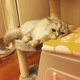 （分類：）位於 。 由 anpansum 提交（商品編號 1003583639，圖片 1）。簡介： 。