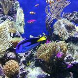 (Category: ) located in . Submitted by daph80 (Listing ID 1384503603, Image 1). Description: .