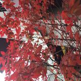 (Category: ) located in . Submitted by juzby (Listing ID 1344639141, Image 1). Description: .