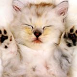 (分類:)位於 。 由 elsakwan 提交(商品編號 1384168832,圖片 1)。簡介: 。