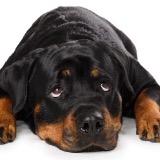 (Category: ) located in . Submitted by rottweilersg (Listing ID 1299460729, Image 1). Description: .