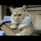 (Kategori: ) berada di . Dikirim oleh echwan (ID iklan 1372806713, Gambar 1). Deskripsi: .