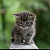 (Category: ) located in . Submitted by Wildcatzz (Listing ID 1378970755, Image 1). Description: .