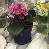 (Category: ) located in . Submitted by ptingg (Listing ID 1370183307, Image 1). Description: .
