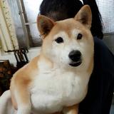 由 littlefaye (刊登 ID 1361814277，圖片 1) 提交，位於 的 (類別：)，說明：。