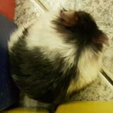 (Category: ) located in . Submitted by cloudyt (Listing ID 1450319673, Image 1). Description: .
